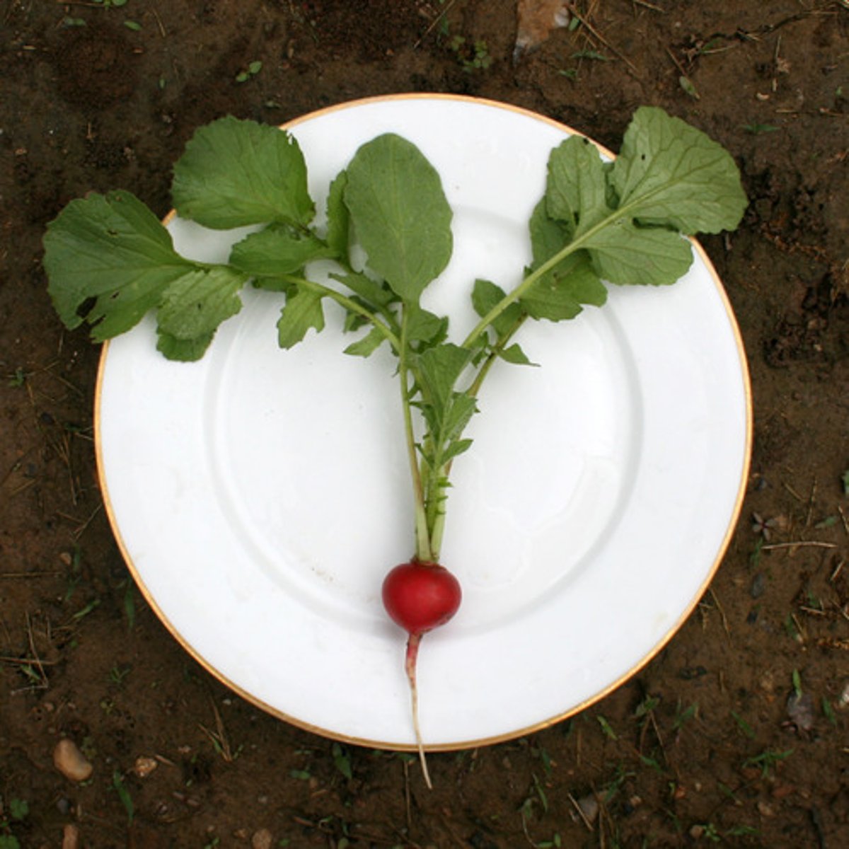 <p>poor, scant, unsatisfactory; thin, slight</p>