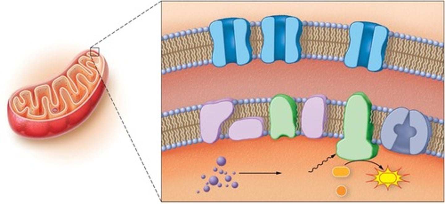 <p>An organelle that produces ATP through cellular respiration.</p>
