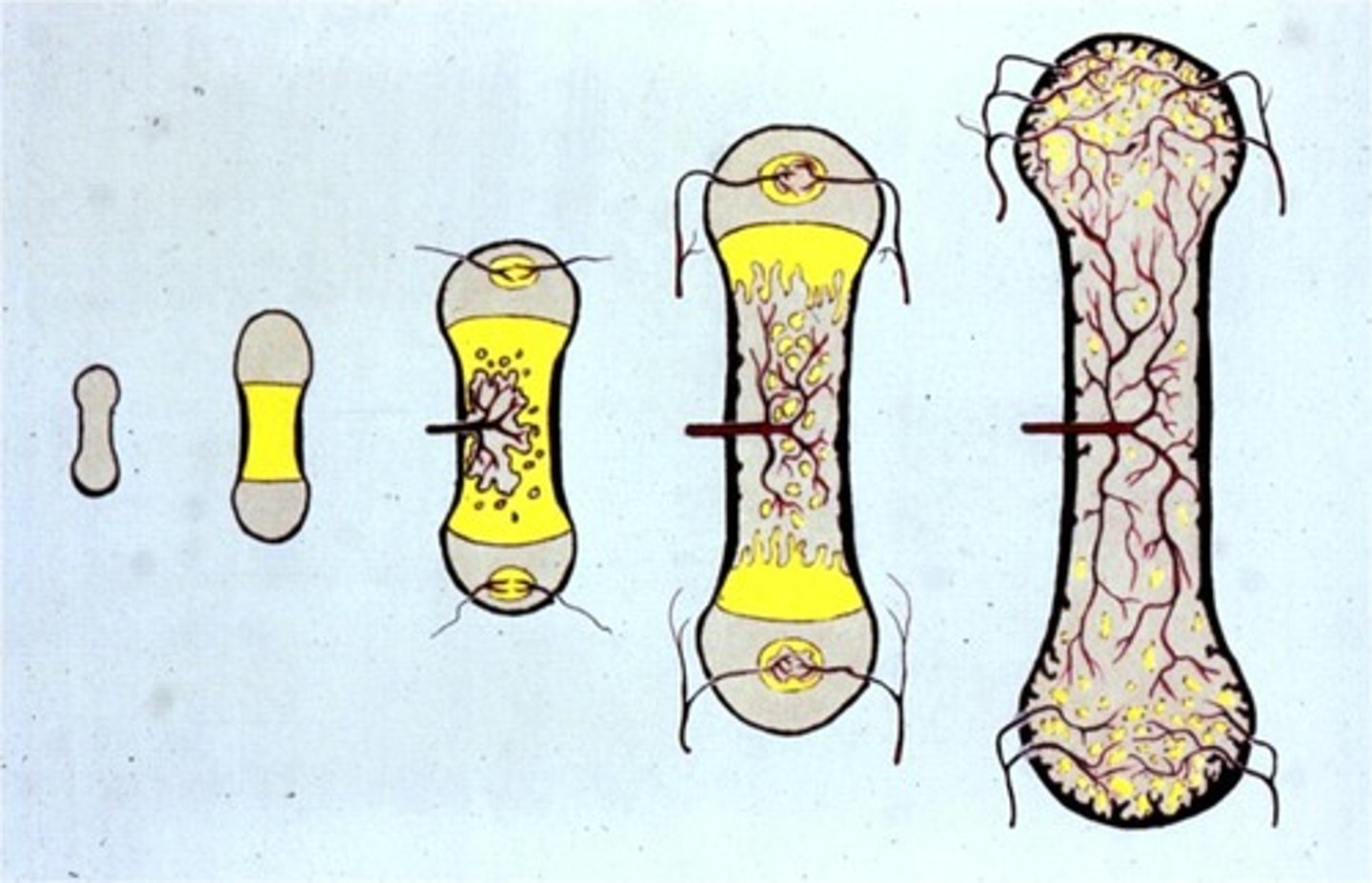 <p>A process of bone formation that occurs directly within a membrane of connective tissue, without the involvement of cartilage as an intermediate.</p>