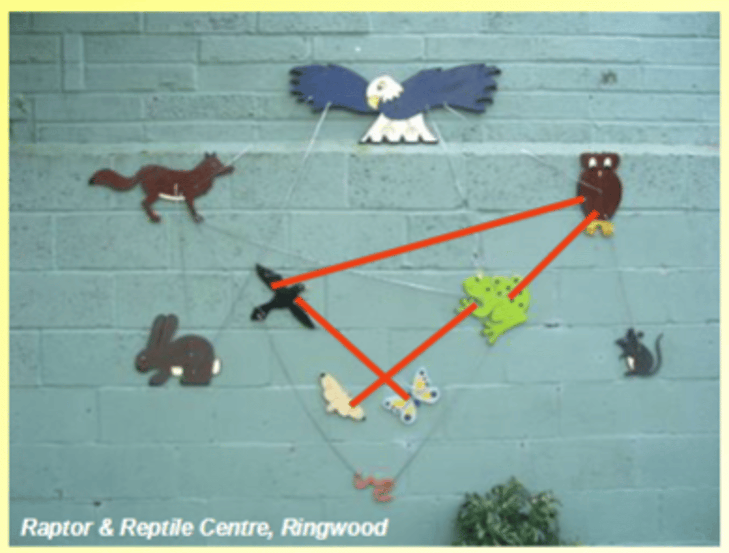 <p>Blackbird population increases</p><p>Owl population increases</p><p>Frog population decreases</p><p>Decrease of frog population as a result of increase in blackbird population looks like competition</p><p>But blackbirds and frogs do not share resource</p>