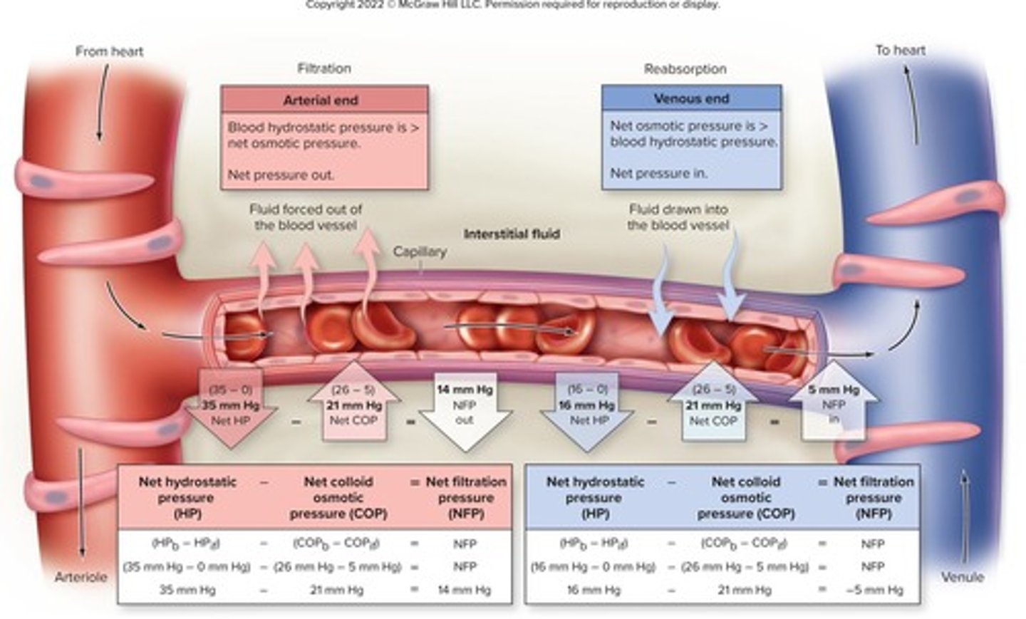 <p>the difference between net hydrostatic pressure and net osmotic pressure; equals (HPb - HPif) - (COPb - COPif)</p>