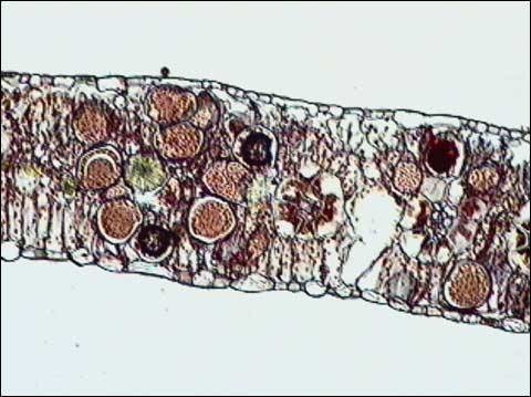 No chloroplasts
Move with two flagella
Water molds
White rusts and downy mildews