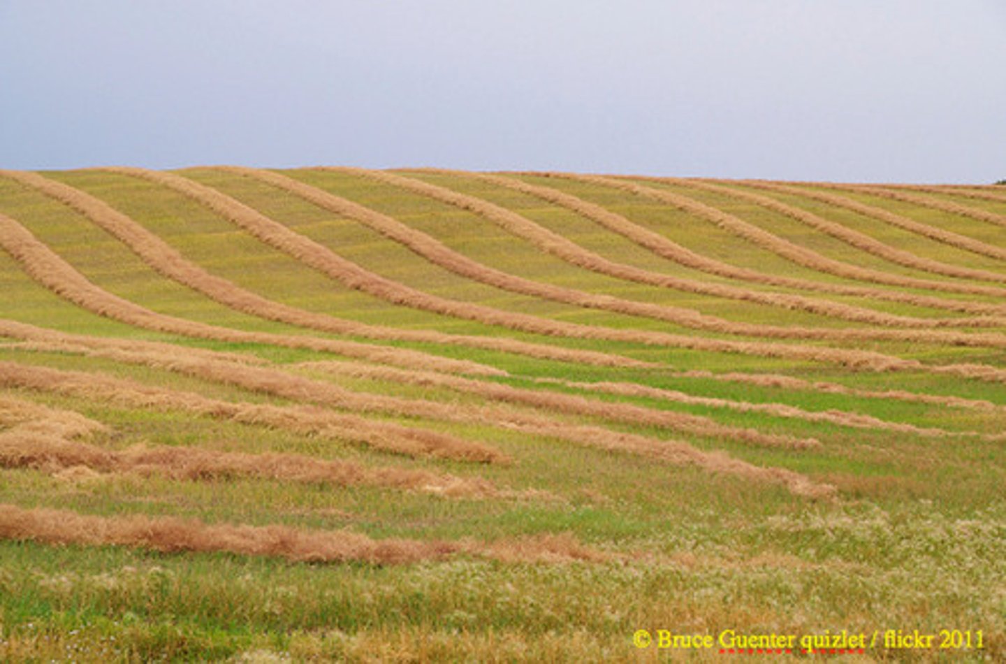 <p>large areas or sections of something</p><p>---- of the forest have been cleared for agriculture.</p>
