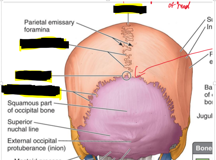 <p>Name the structures.</p>