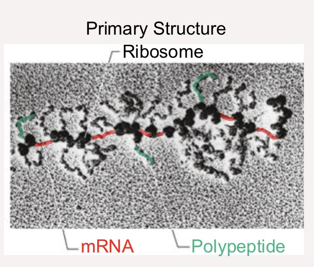 <p>Linear sequence of amino acids in polypeptide chain</p>