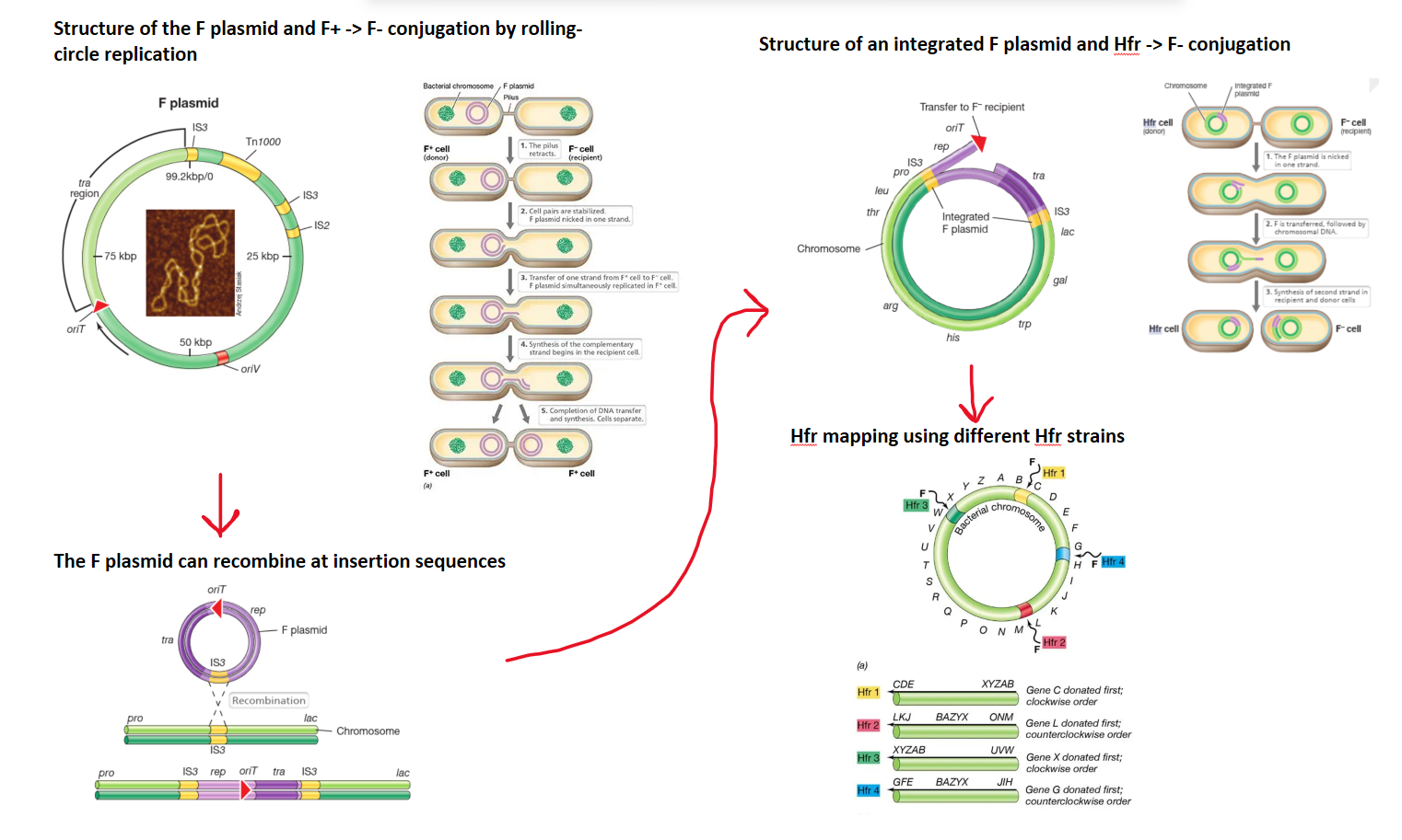 <p>the <strong>fertility plasmid </strong>has all the genes needed to carry out conjugation, and can be transferred from a donor (F+) to a recipient that doesn’t have it (F-)</p><ul><li><p>it has <strong>tra genes</strong> which allow it to form a <strong>sex pillus</strong>- a <strong>bridge </strong>that draws the two cells together to form a <strong>mating junction</strong></p></li><li><p>the plasmid is <strong>nicked </strong>in one strand by the <strong>traI enzyme</strong>, and this strand moves into the F- cell, while both strands are <strong>simultaneously replicated</strong>, to form two double stranded plasmids, so that <strong>both </strong>cells are F+ (<strong>rolling circle replication</strong>)</p></li><li><p>in this way, the F plasmid can transmit iself between different cells</p></li><li><p>the F plasmid is an <strong>episome </strong>(a plasmid that can recombine and integrate into the chromosome), as the plasmid has multiple <strong>insertion sequences </strong>complementary to sections of the chromosome</p></li><li><p>if the F plasmid integrates into the chromosome it produces an <strong>Hfr cell </strong>(high frequency of recombination)- different Hfr strains are produced when different insertion sequences are targeted</p></li><li><p><strong>consequent conjugation between an Hfr donor and an F- cell </strong>will then transfer a<strong> </strong>section (normally the pilus is broken before the whole chromosome can be transferred) of the <strong>donor’s chromosome</strong></p></li><li><p>this must <strong>recombine </strong>into the F- cells chromosome because it can’t replicate itself- this is because it <strong>doesn’t contain the tra operon</strong>, which is always at the end of the transfer (origin of transfer, <strong>oriT</strong>, is next to the tra gene in the plasmid, but goes in the opposite direction),</p></li><li><p>different Hfr strains will have the origin of transfer at different points in the chromosome, and will transfer in different directions, so they can be used to <strong>map the genome</strong> of an organism by conjugation interruption experiments</p></li></ul><p></p>