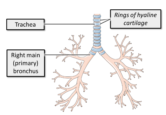 <p><span>To prevent collapse on inspiration, it is surrounded and supported by rings of hyaline cartilage which can be easily felt at the base of the neck.</span></p>