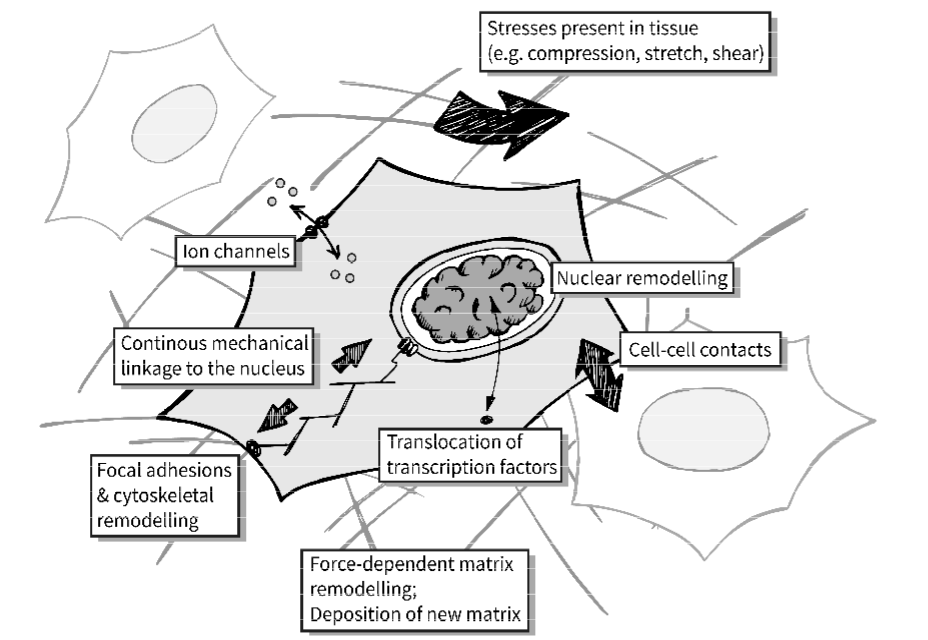 <ul><li><p>mechanical input converted to biochemical signalling pathway </p></li></ul><p></p>
