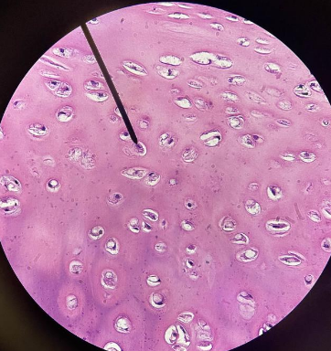 <p>Tissue locations</p>