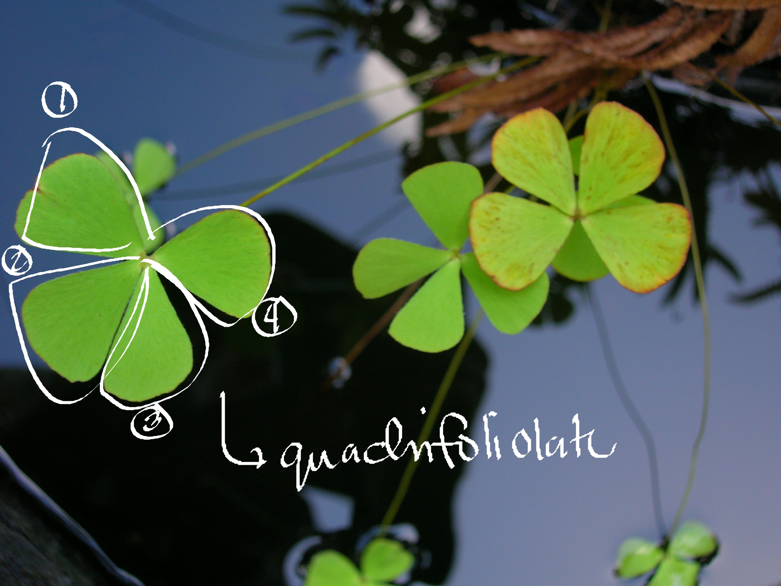 <p>water clover</p>