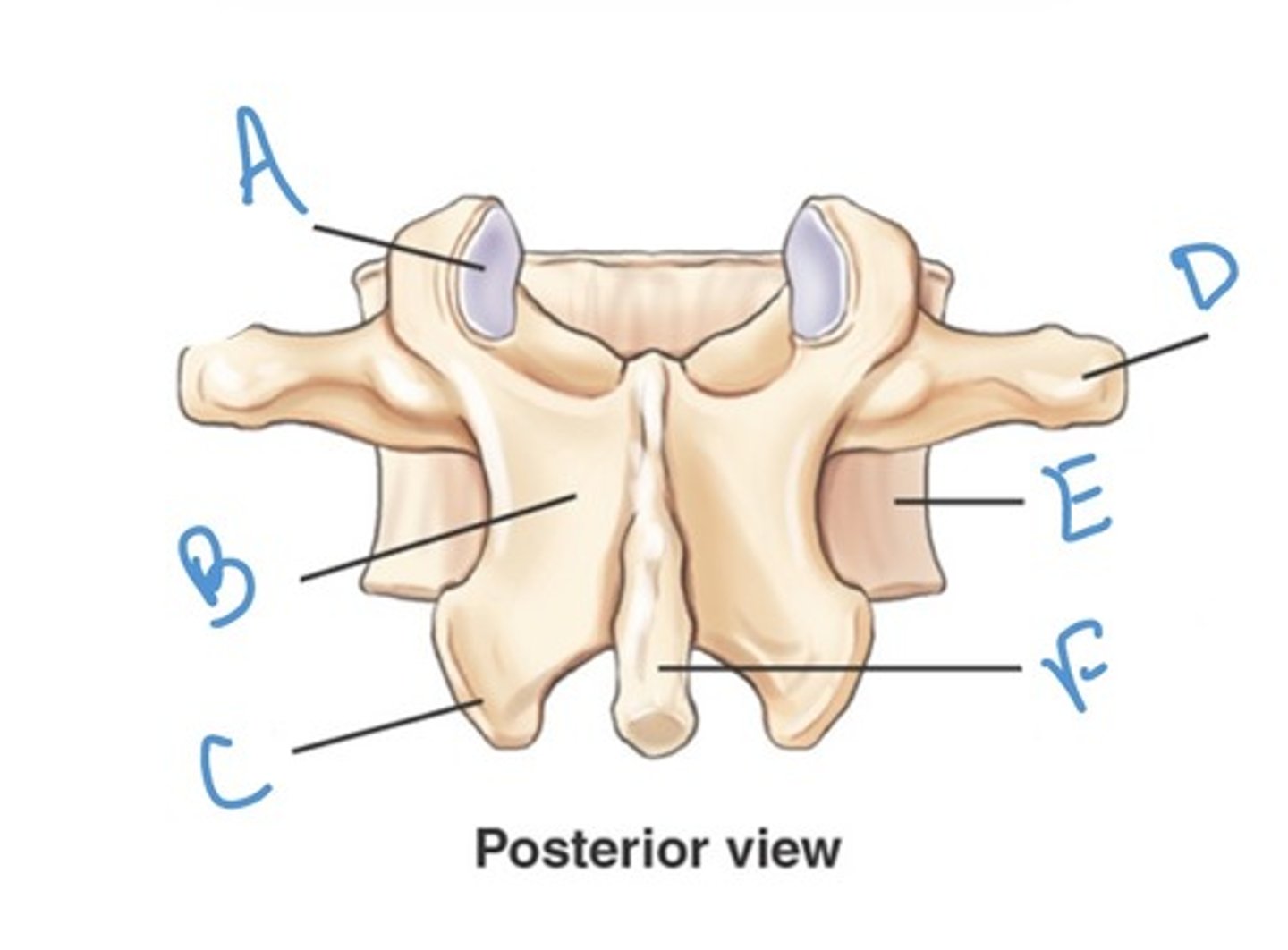 <p>Label the anatomy indicated by letter B:</p>