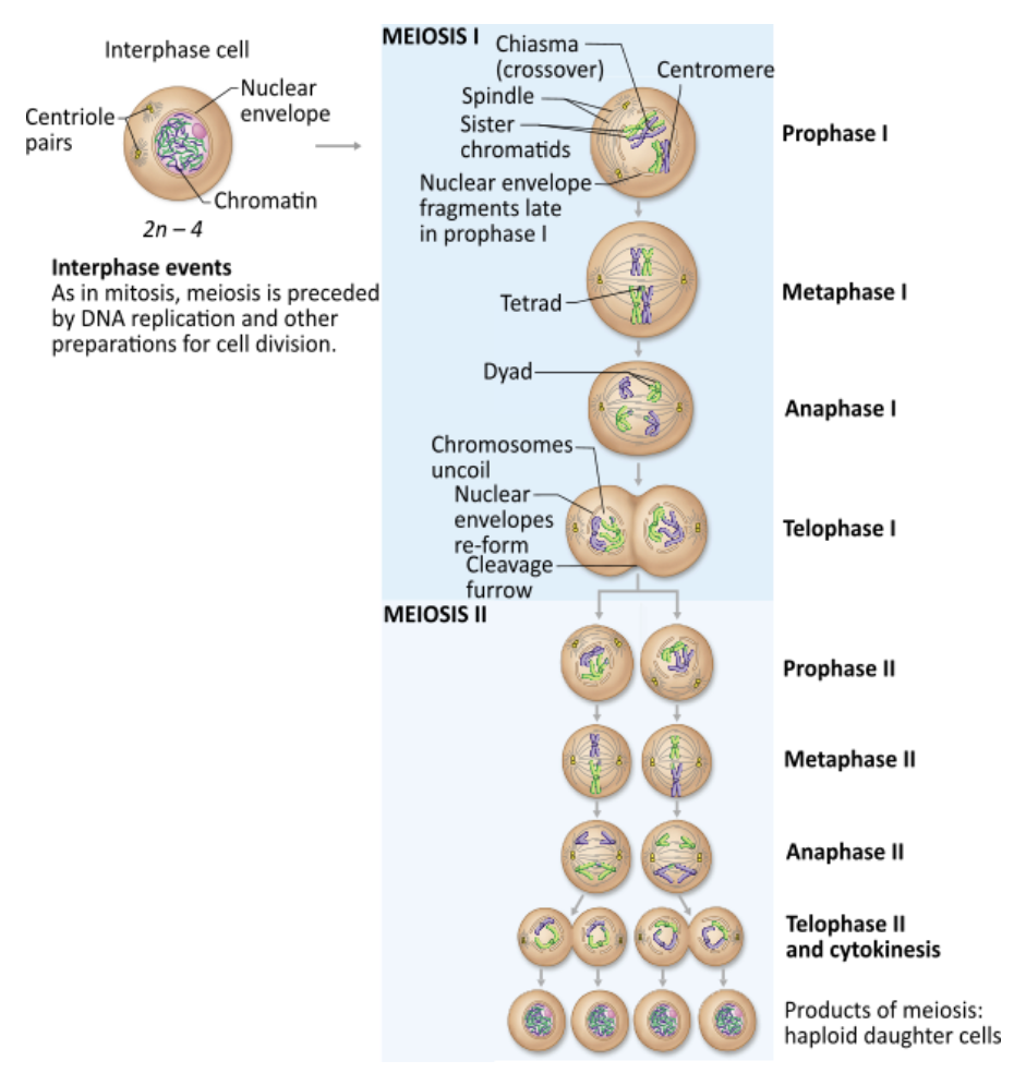 <p><strong>→ to produce cells with half the chromosome number of the original spermatogonium or oogonium</strong></p>