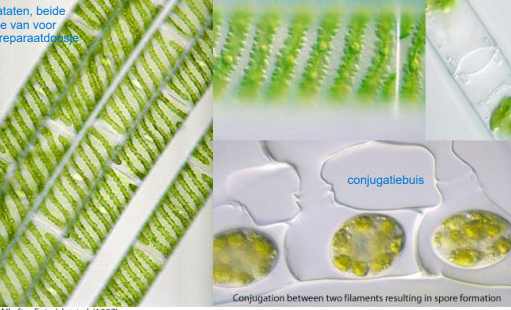 <p>Spirogyra</p>