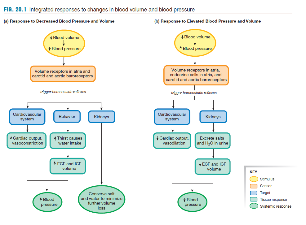Cardiovascular: vasoconstriction/vasodilation
Behavioral: thirst increases/decrease
Endocrine: ADH release control
Renal: conservation of salt and water 
BP/Blood Pressure: increase/decrease 