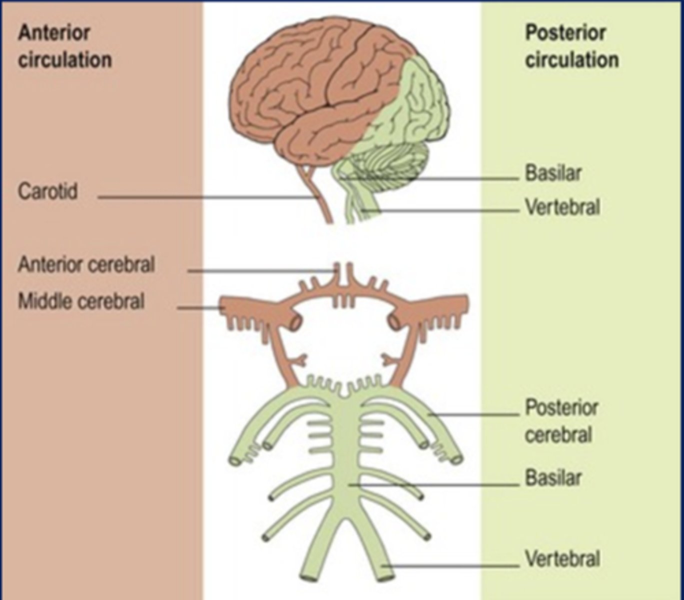 <p>anterior parts of the brain</p><p>1. frontal lobes</p><p>2. temporal lobes</p><p>3. parietal lobes</p>