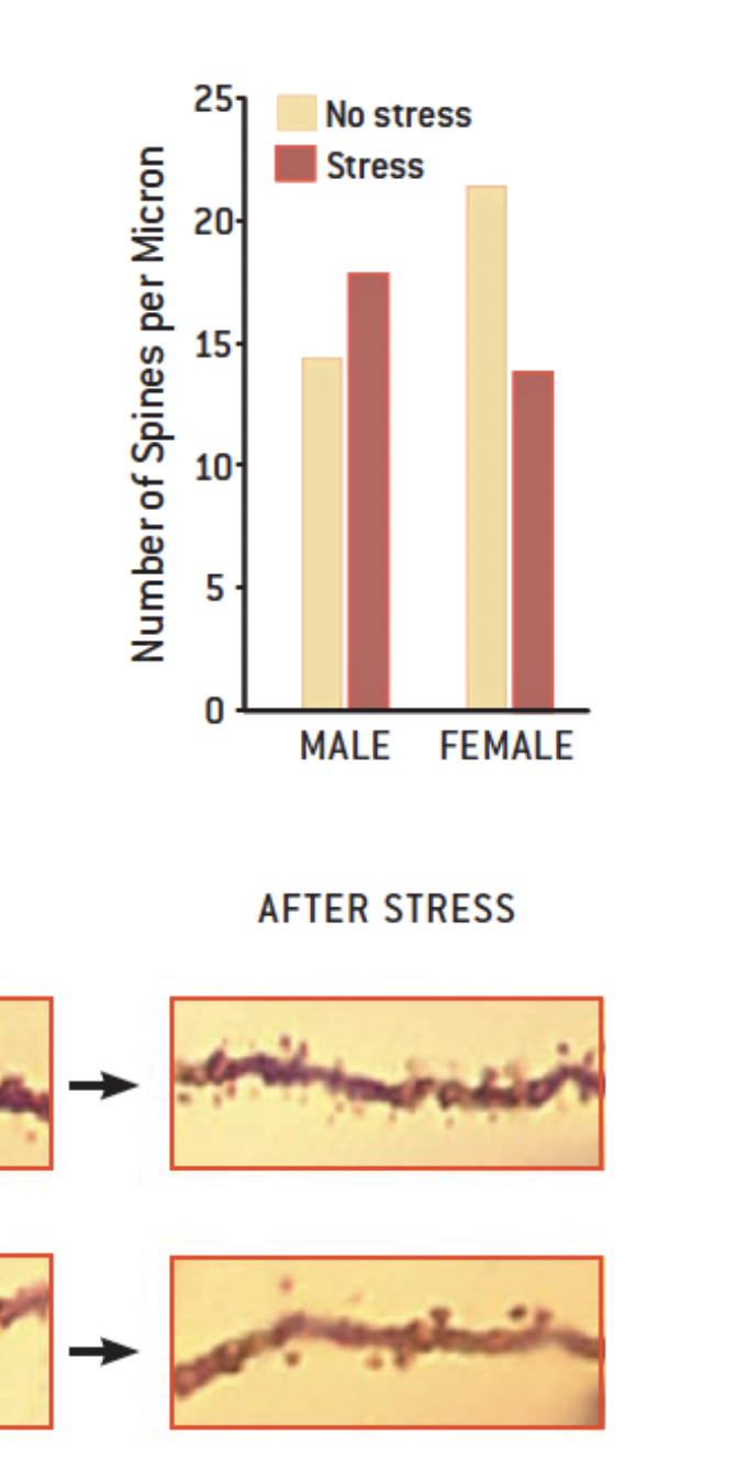 <p>females respond more dramatically to stress</p><ul><li><p>stress leads to learning in males but a reduction in females</p></li></ul><p></p>
