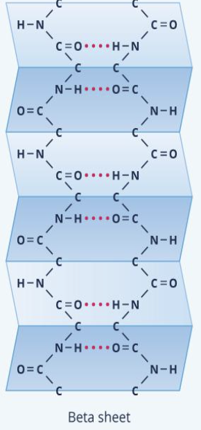 <p>amino acid chains connected laterally by at least two or three backbone hydrogen bonds, forming a generally twisted, pleated sheet</p>