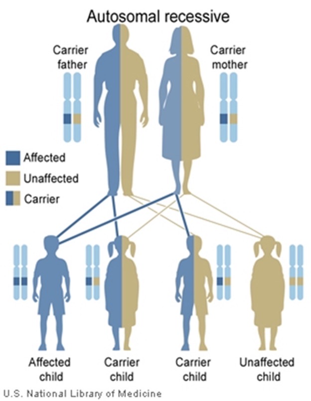 <ul><li><p>25% risk in offspring with 2 carrier parents</p></li><li><p>Males and females equally affected</p></li><li><p>Usually no previous family history</p></li><li><p>Increased risk if parents are related</p></li></ul><p></p>