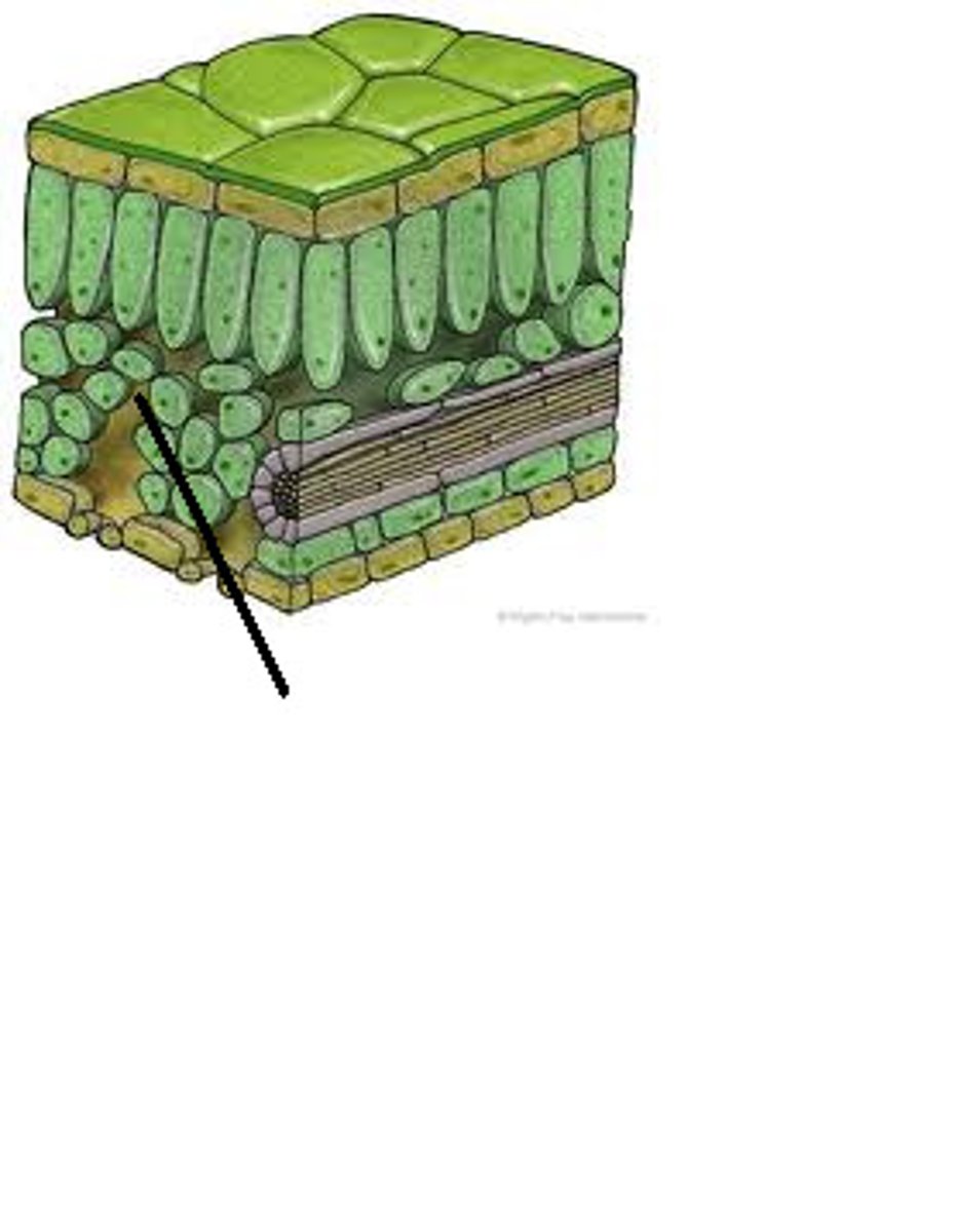 <p>Loose tissue beneath the palisade layer of a leaf; has many air spaces between its cells</p>