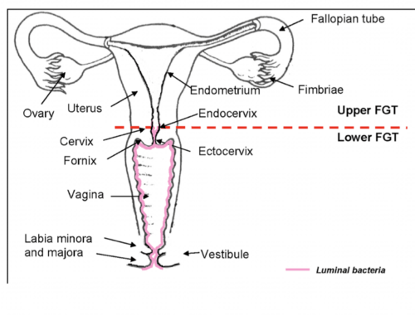 <p>Includes mons pubis, labia majora and minora, vestibule (external genitalia)</p>