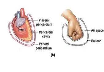 <p>visceral</p>
