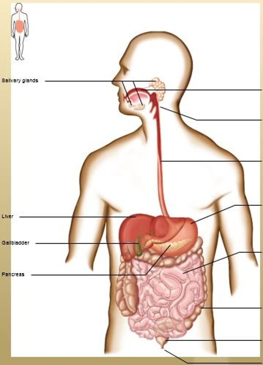 <p>Salivary Glands, Liver, Gallbladder, and Pancreas.</p>