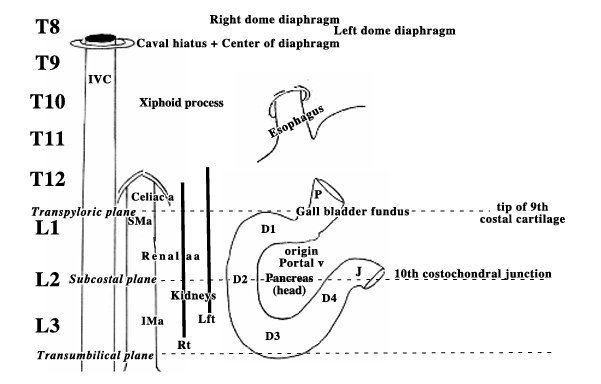 <p>-structures at T10: esophageal hiatus, xiphoid process</p><p>-structures at T12: aortic hiatus, celiac trunk</p><p>-structures at L1: pyloric sphincter</p>