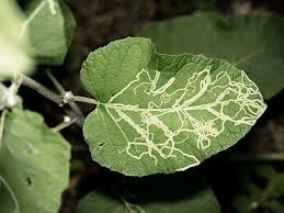 <ul><li><p>Insect larvae that burrow into leaves, creating visible tunnels and causing damage to foliage. They can affect a variety of plants, leading to reduced photosynthesis and overall plant health. </p></li><li><p>To fix implement cultural controls like removing affected leaves, using insecticides, or introducing natural enemies such as parasitic wasps. </p></li></ul><p></p>