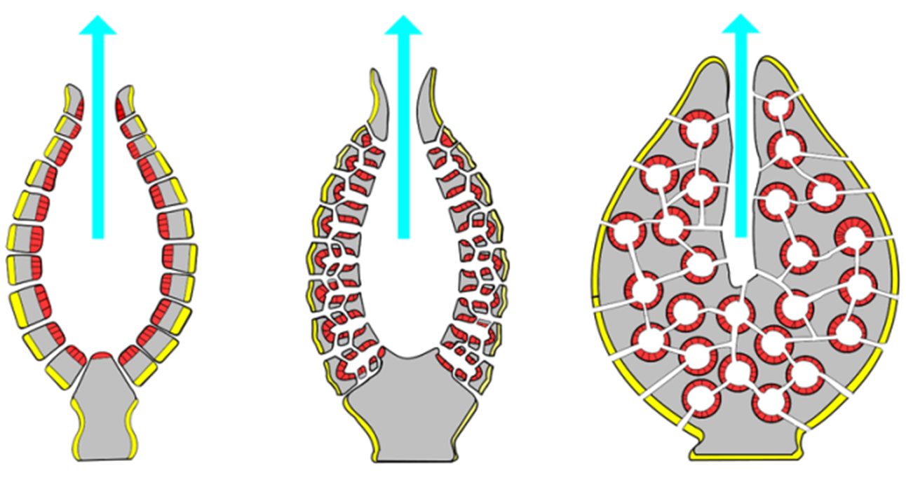 <ul><li><p>enkel wanneer complexiteit toeneemt, kan ook grootte toenemen</p></li><li><p>bekersponzen → geweisponzen → korstsponzen</p></li></ul><p></p>