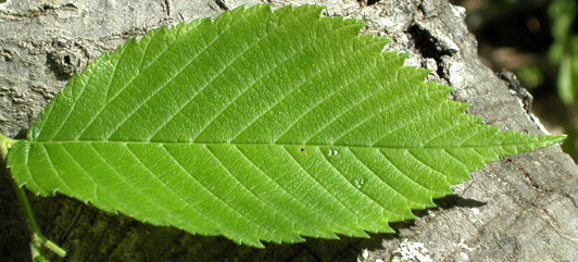 <p>one side sandpapery</p>