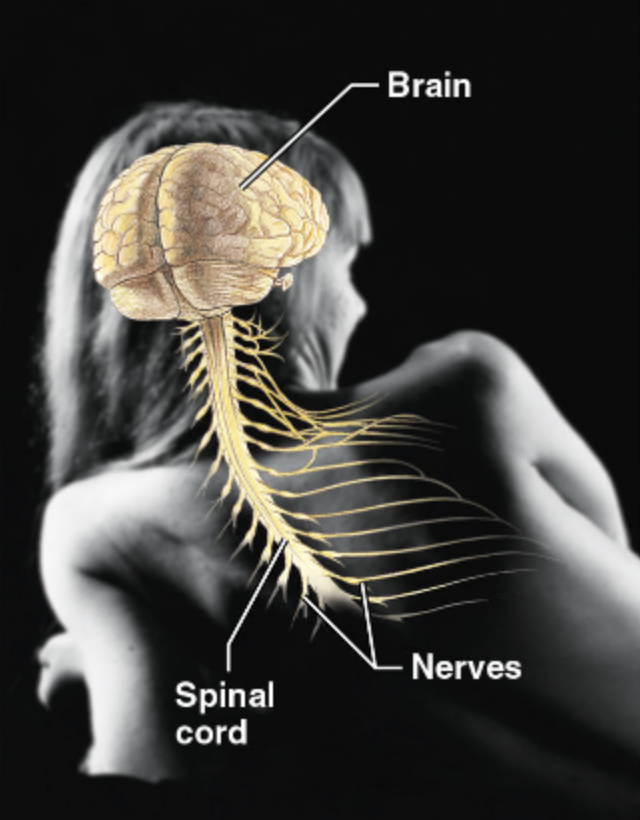 <ul><li><p>As the fast-acting control system of the body, it responds to internal and external changes by activating appropriate muscles and glands</p></li><li><p><span style="color: red;"><strong>Brain, Spinal cord, Nerves</strong></span></p></li></ul><p></p>