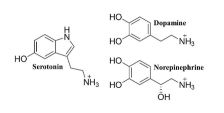 <ul><li><p>Serotonin&nbsp;</p></li><li><p>Dopamine</p></li><li><p>Norepinephrine&nbsp;</p></li></ul><p></p>