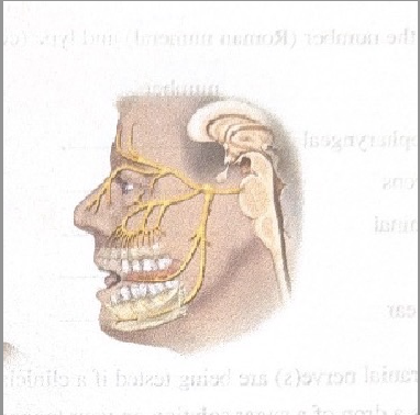 <p>Name this cranial nerve</p>