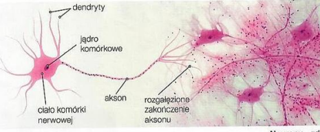 <p><span style="font-family: sans-serif">Typowy neuron jest zbudowany z </span>ciała komórki<span style="font-family: sans-serif"> oraz odchodzących od niego wypustek: </span>aksonu<span style="font-family: sans-serif"> i </span>dendrytów.<span style="font-family: sans-serif">. Neurony kontaktują się między sobą poprzez </span>synapsy<span style="font-family: sans-serif">, tworząc </span>sieci neuronowe<span style="font-family: sans-serif">. </span></p><p><span style="font-family: sans-serif"><sub>(wikipedia)</sub></span></p>