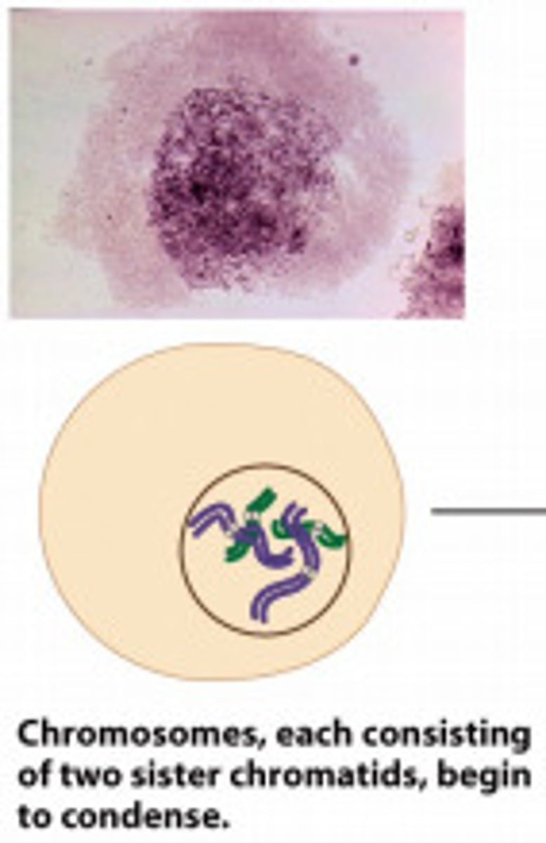 <p>chromosomes condense and become visible. Each chromosome has two sister chromatids.</p>