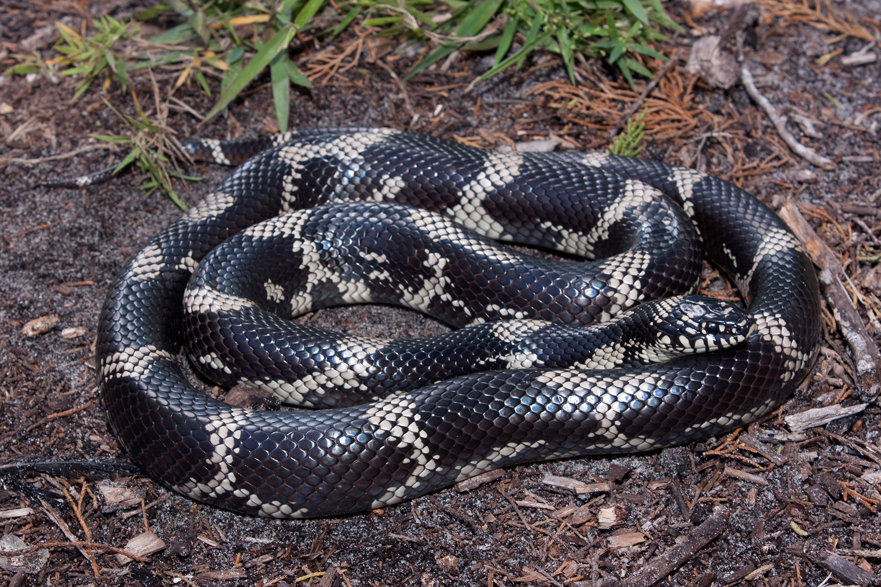 Lampropeltis getula