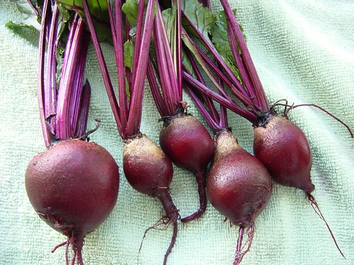 deep red-pink in color, with multiple skinny stems and round heads that come to a long point.