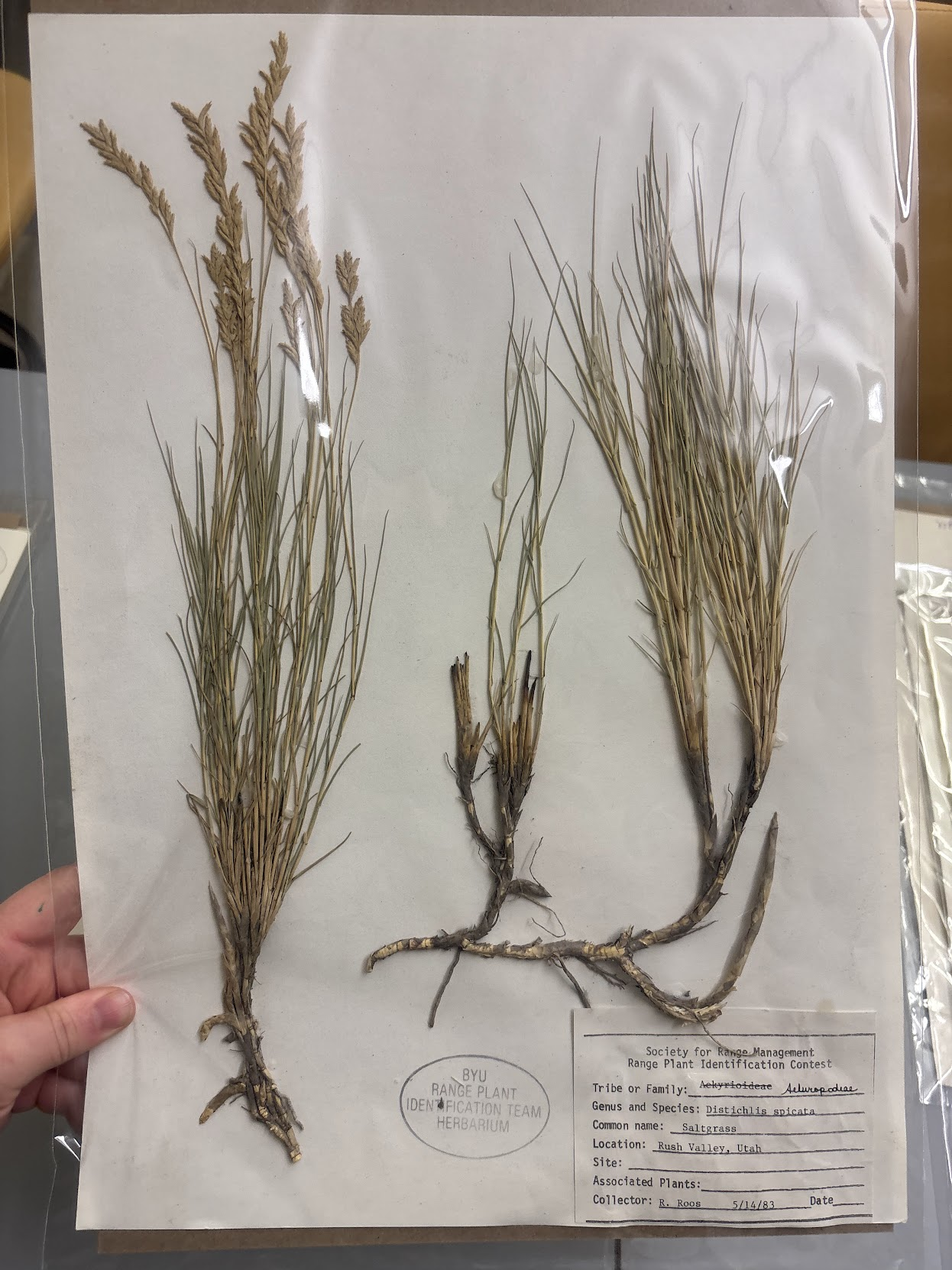 <p>• Alternate leaves, 45° angle, scaly rhizome , </p>