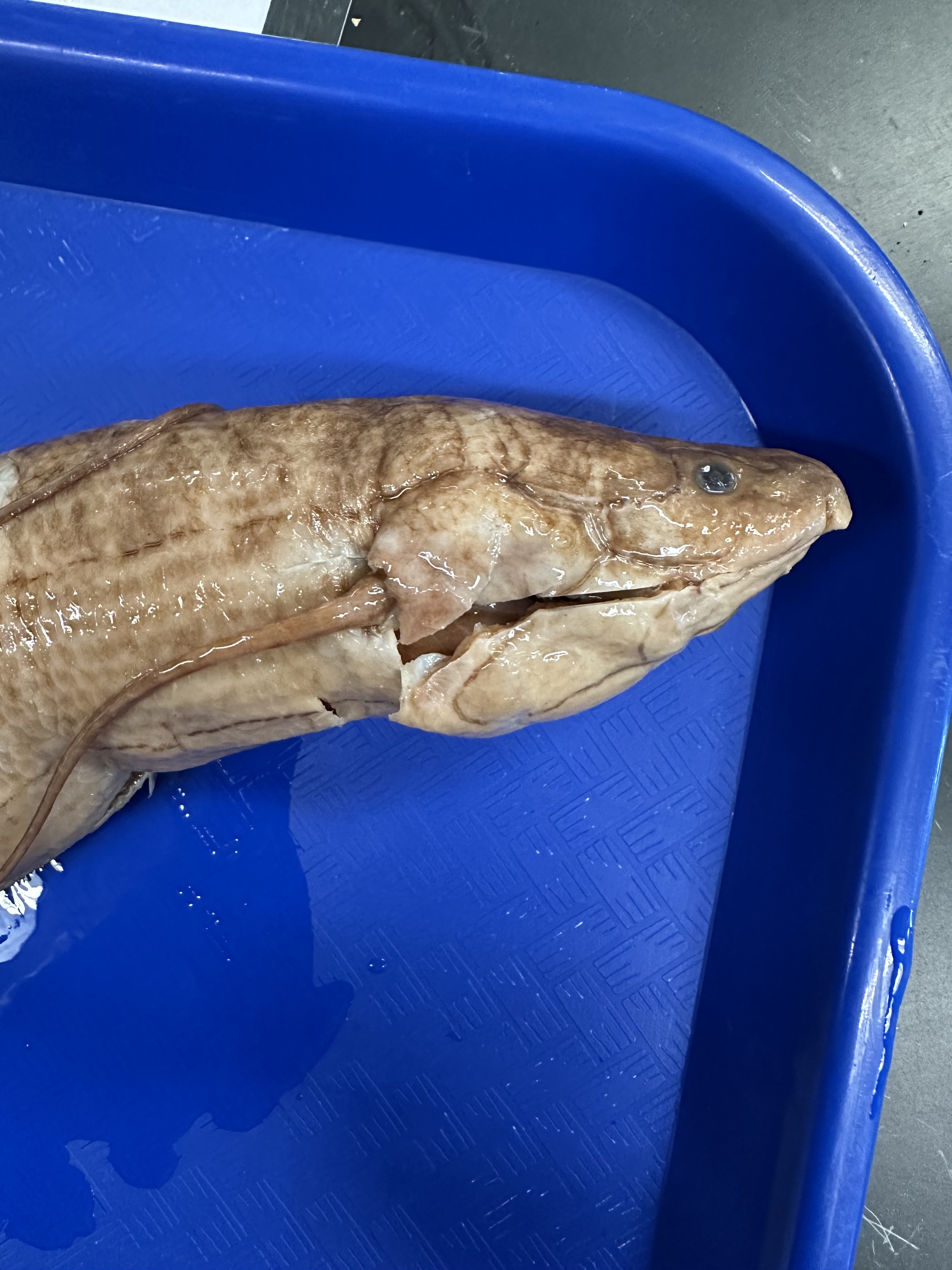 <p>Protopteridae  (African lung fish)</p>