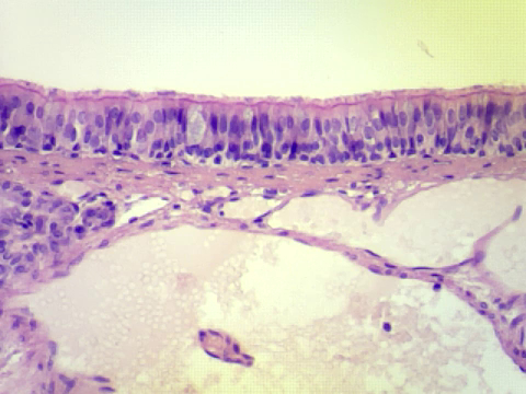 <p>what kind of tissue is this?</p>