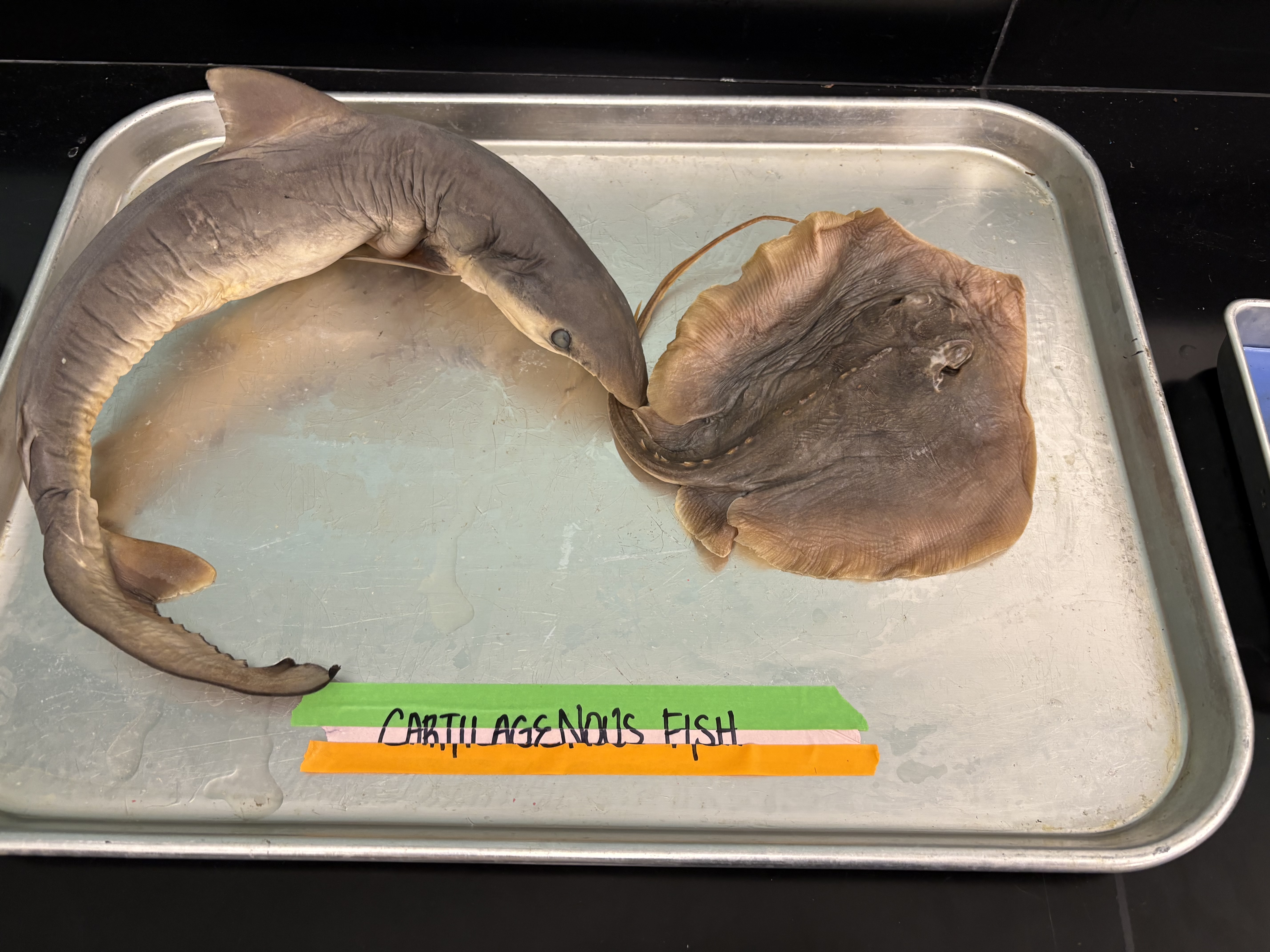 <ul><li><p>vertebrate in phylum chordata</p></li><li><p>endoskeleton made of cartilage</p></li><li><p>jaws: great for chomping on other meaty specimens</p></li><li><p>fins: pelvic and pectoral</p></li></ul><p></p>