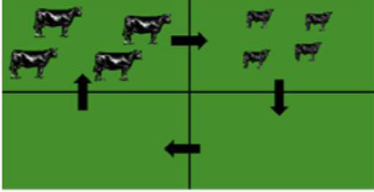 <p>What grazing system is this ?</p>