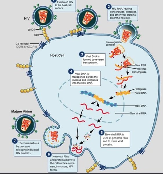 <p>1) HIV attaches to the surface of a macrophage (T helper cel), which acts as the host cell - The gp120 protein (on virus surface) binds to the CD4 protein (on host cell membrane).<br><br>2) Viral DNA is formed by the enzyme reverse transcriptase. <br><br>3) This new DNA moves into the nucleus and integrates into the host cell DNA by the enzyme integrase.<br><br>4) Using the host cell machinery, mRNA is synthesised from the new proviral RNA<br><br>5) Viral mRNA is translated to make viral enzymes, structural proteins and genomic RNA.<br><br>7) The viral genome and structural proteins assemble to form the basic structure of the virus. These move out of the host cell by exocytosis, taking part of the cell membrane with it to form the lipid layer around the virus and thus killing the host cell.<br><br>8) The same cycle repeats, reducing the number of T helper cells in the body, weakening immunity<br><br>9) AIDS develops when there are too few T helper cells for the immune system to function (usually after 8 - 10 years)</p>