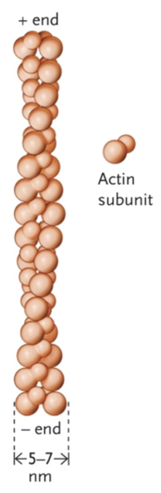 <p>A double helix of actin monomers</p><p>Important in movement (site for myosin to grab onto and move), and intracellular transport</p>