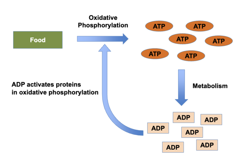 <p>example: as the concentration of ADP increases, the conversion of food molecules into ATP is increased, activating the reaction</p><p>arrowhead</p>