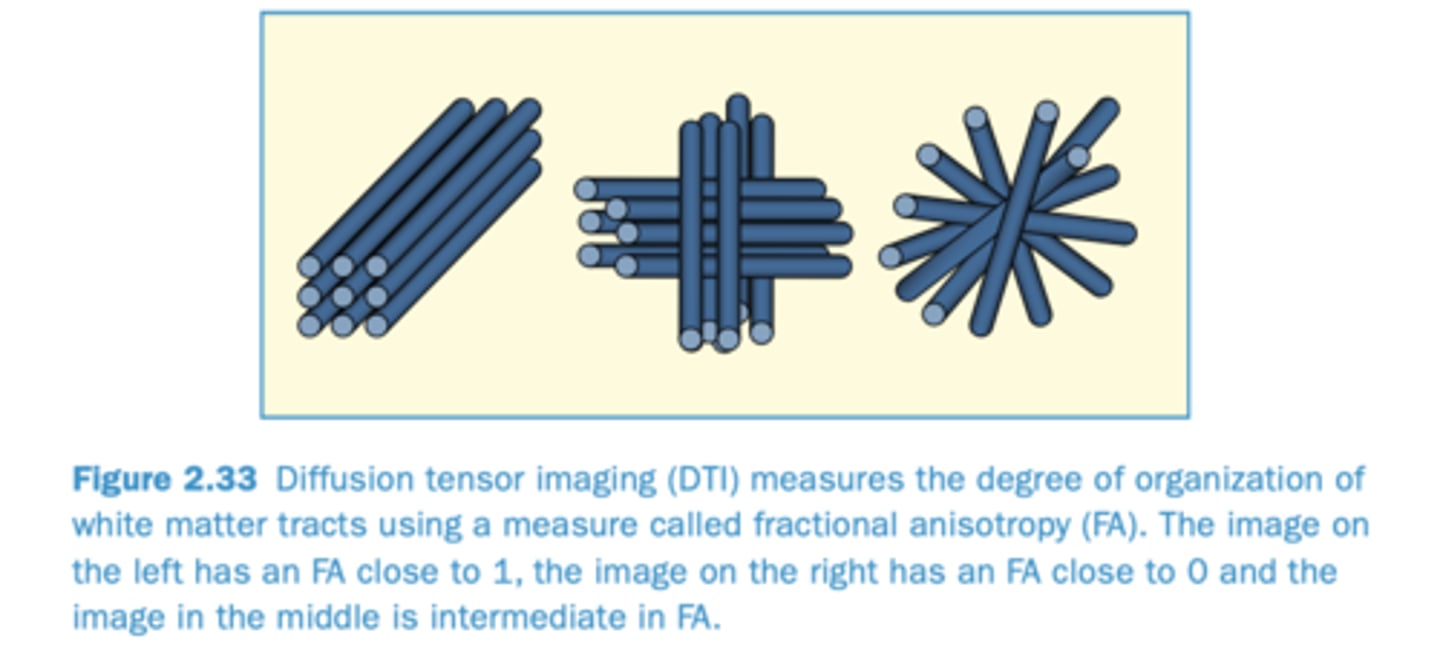 <p>A measure of the extent to which diffusion takes place in one directions more than others</p><p>*better alignment (FA = 1) leads to a stronger signal</p>