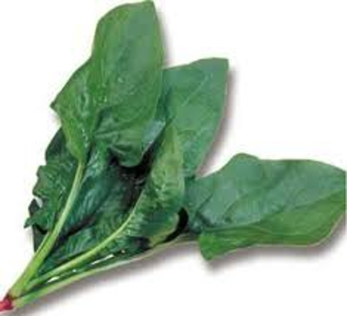 <p>spinach</p>