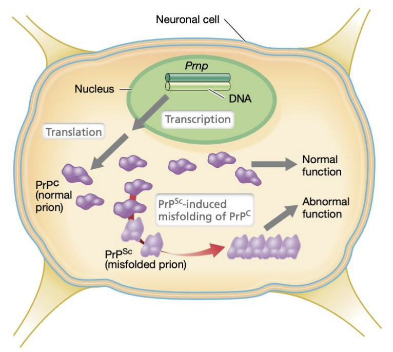 <ul><li><p><strong>PrP<sup>C</sup></strong> (prion protein cellular)</p></li><li><p><strong>PrP<sup>Sc</sup></strong> (prion protein scrapie)</p></li></ul><p></p><p></p>