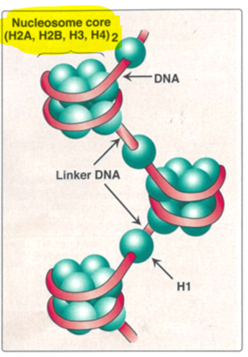 <p>H2A, H2B, H3 and H4.</p>