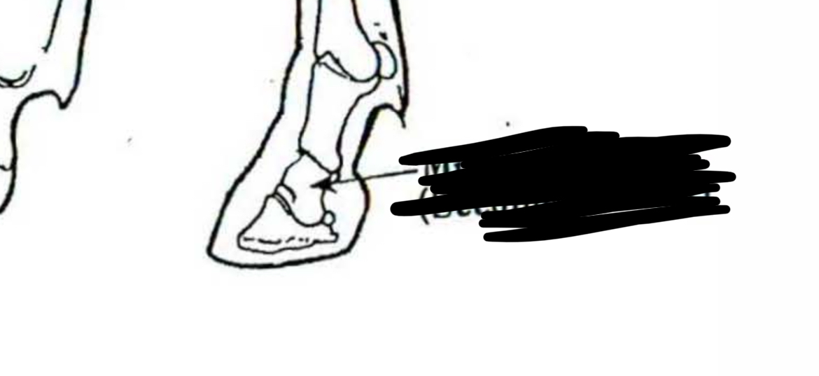 <p>Horse </p>